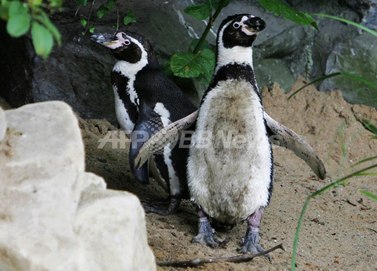 ダブリン動物園でペンギン「誘拐」、路上を歩いているところを無事保護 ダブリン動物園でペンギン「誘拐」、路上を歩いているところを無事保護