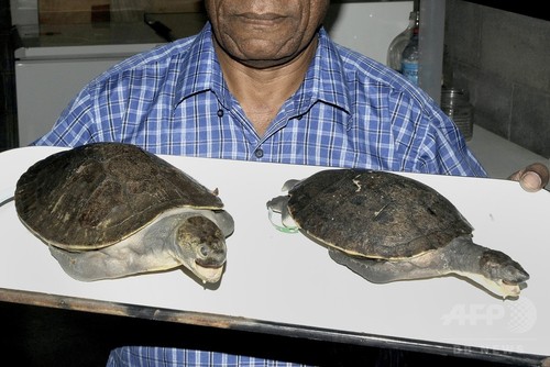 パプアニューギニアで淡水ガメの新種発見 パプアニューギニアで淡水ガメの新種発見
