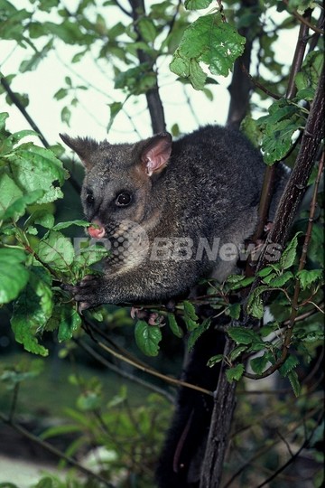 フクロネズミの死骸投げ大会を実施、学校に非難集中 フクロネズミの死骸投げ大会を実施、学校に非難集中