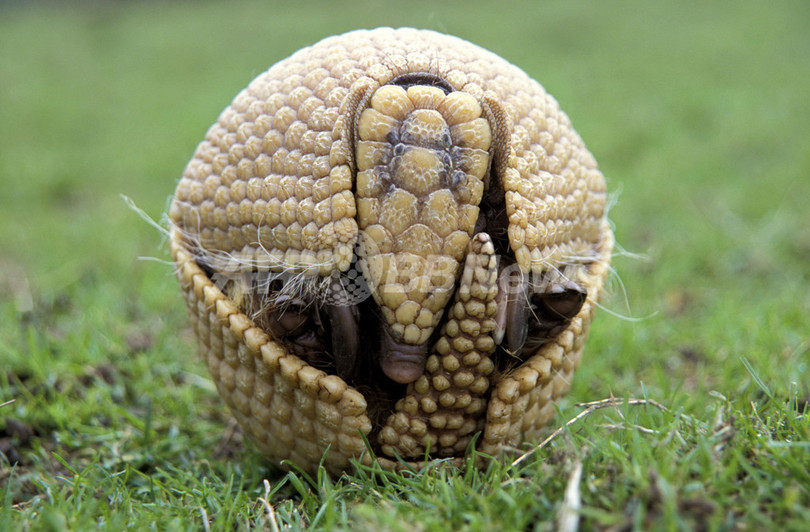 ボール状に丸まるアルマジロ、サッカーブラジルW杯のマスコットに 写真4枚 国際ニュース：AFPBB News
