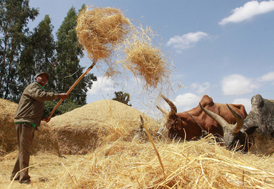 次世代の「スーパーフード」なるか、エチオピアの穀物テフ