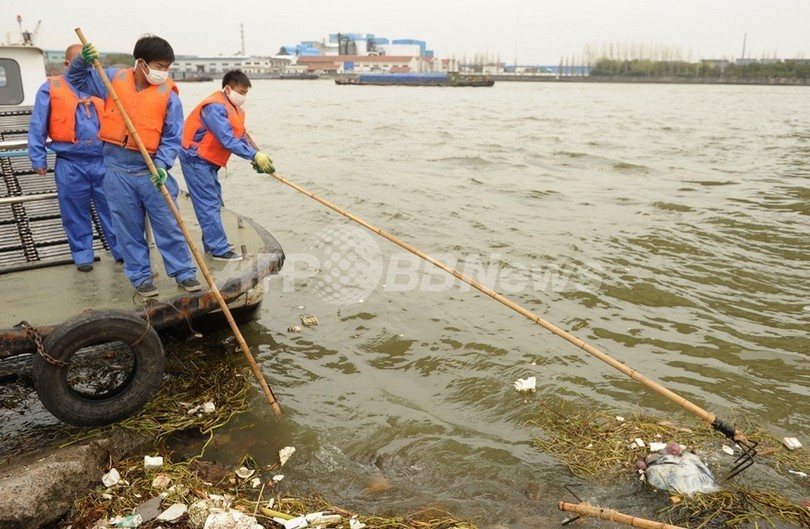 上海ブタ大量死、死骸1万3000匹以上回収 上海ブタ大量死、死骸1万3000匹以上回収
