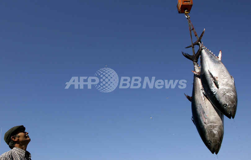 クロマグロ取引の一時禁止案、EU加盟国が不支持を決定 クロマグロ取引の一時禁止案、EU加盟国が不支持を決定