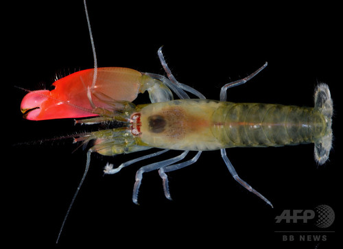 衝撃音で小魚気絶、新種エビ 「ピンク・フロイド」にちなみ命名 衝撃音で小魚気絶、新種エビ 「ピンク・フロイド」にちなみ命名