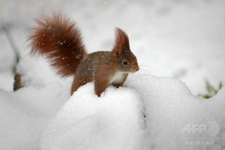 ハンセン病菌、英国とアイルランドのアカリスから検出 研究 ハンセン病菌、英国とアイルランドのアカリスから検出 研究