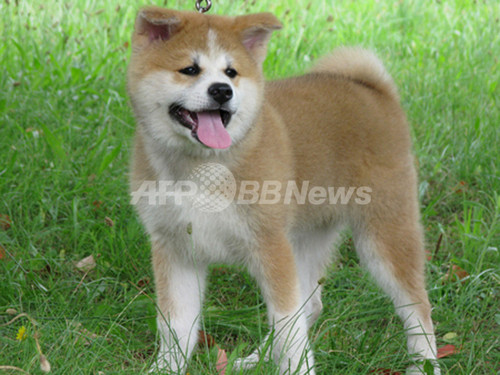 プーチン露大統領に贈呈、秋田犬「ゆめ」の写真公開 プーチン露大統領に贈呈、秋田犬「ゆめ」の写真公開