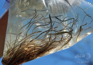 中国人旅行客の手荷物にウナギ稚魚200万匹、税関で押収 中国人旅行客の手荷物にウナギ稚魚200万匹、税関で押収
