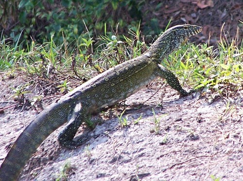 猫食べる「ナイルオオトカゲ」、フロリダ州が捕獲活動を強化 猫食べる「ナイルオオトカゲ」、フロリダ州が捕獲活動を強化