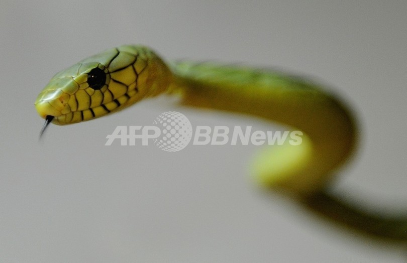 ヘビ毒の応急処置、軟膏で生存期間2倍に 豪研究 ヘビ毒の応急処置、軟膏で生存期間2倍に 豪研究