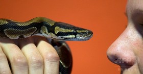 ピアスの穴にヘビが詰まった！ 米17歳の珍騒動が話題