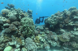 世界のサンゴ白化、1980年から5倍増 研究 世界のサンゴ白化、1980年から5倍増 研究