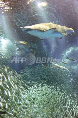 サメの襲撃が多い日は「8月・新月・日曜日」、米研究 サメの襲撃が多い日は「8月・新月・日曜日」、米研究