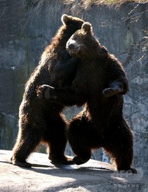 動物園飼育員、クマに襲われ死亡 スウェーデン 動物園飼育員、クマに襲われ死亡 スウェーデン