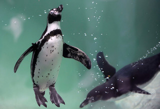 ペンギン保護のため鉄鉱石の採掘計画を却下 チリ政府 ペンギン保護のため鉄鉱石の採掘計画を却下 チリ政府