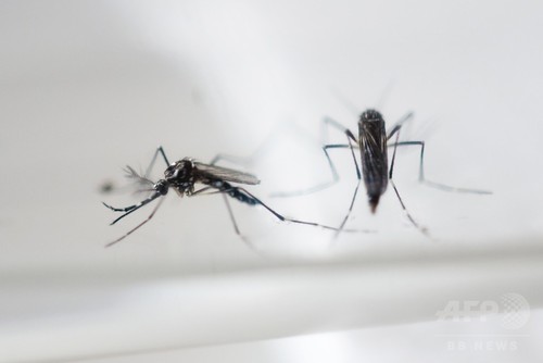 中国、初のジカ熱患者を確認 ベネズエラから帰国の男性 中国、初のジカ熱患者を確認 ベネズエラから帰国の男性