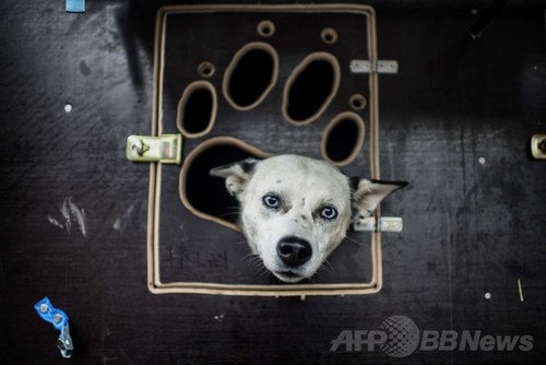 アルプスを駆ける犬ぞりレース、フランス