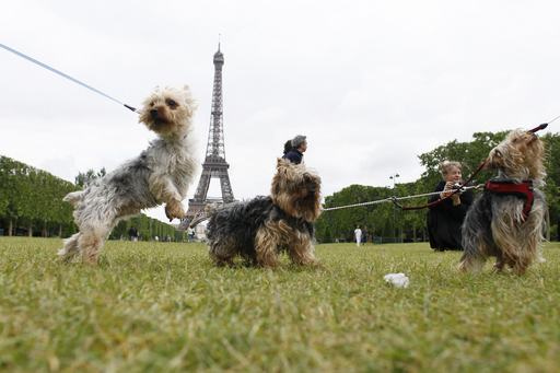 お目当ては犬ではなくペットシッター、パリの「ドッグデート」