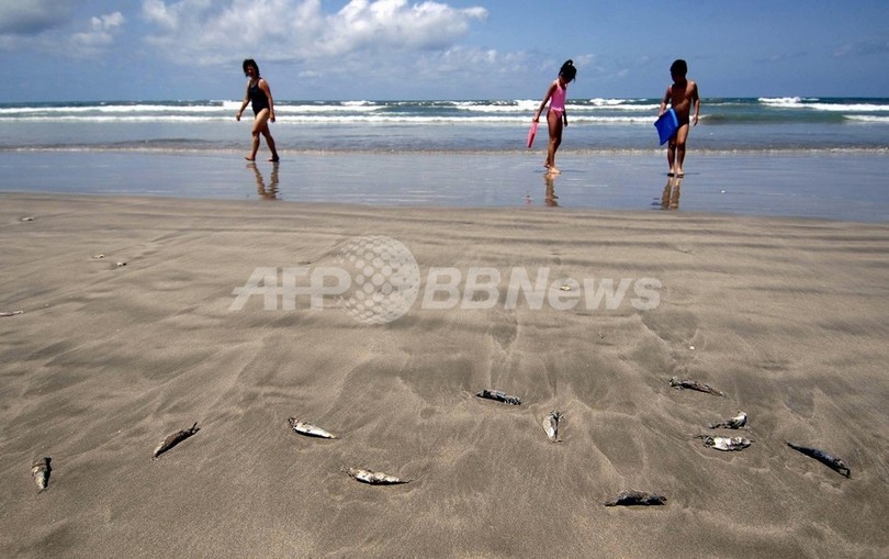 温暖化で貝毒増える恐れ、米研究 温暖化で貝毒増える恐れ、米研究