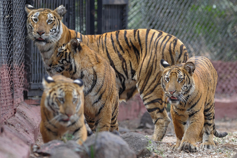 トラに自分を食べさせようとした男性を救出、中国の動物園 トラに自分を食べさせようとした男性を救出、中国の動物園
