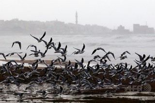 海鳥の一部、嗅覚を頼りに飛行進路を決定か 実験 海鳥の一部、嗅覚を頼りに飛行進路を決定か 実験