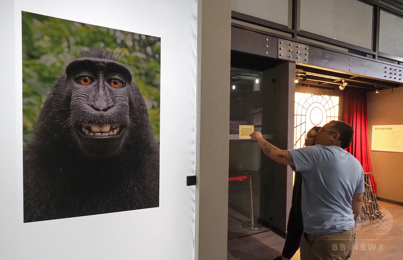 サルに「自撮り」の著作権なし 米控訴裁判所も動物愛護団体の訴え認めず サルに「自撮り」の著作権なし 米控訴裁判所も動物愛護団体の訴え認めず