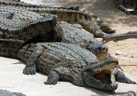 動物園のワニ、来園者に石投げつけられ死ぬ チュニジア 動物園のワニ、来園者に石投げつけられ死ぬ チュニジア