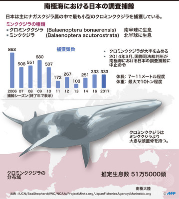 調査捕鯨船、南極海から下関に帰港 ミンククジラ333頭捕獲 調査捕鯨船、南極海から下関に帰港 ミンククジラ333頭捕獲