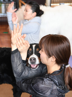 犬や猫と楽しむヨガ教室 首都圏で人気じわり 犬や猫と楽しむヨガ教室 首都圏で人気じわり