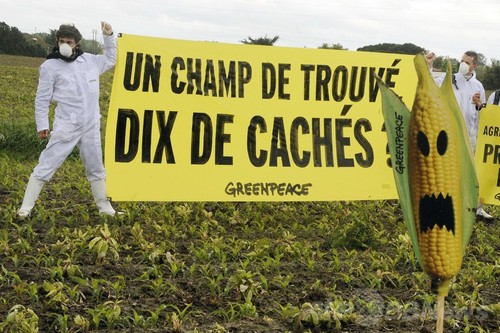 仏、遺伝子組み換えトウモロコシの栽培禁止を法制化 仏、遺伝子組み換えトウモロコシの栽培禁止を法制化