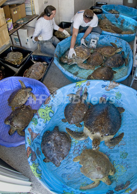 寒波でコチコチになったウミガメ、病院で「温め治療」中 米フロリダ州 寒波でコチコチになったウミガメ、病院で「温め治療」中 米フロリダ州
