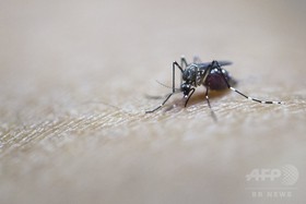 蚊の吸血、「完全犯罪」崩す糸口に 研究 蚊の吸血、「完全犯罪」崩す糸口に 研究