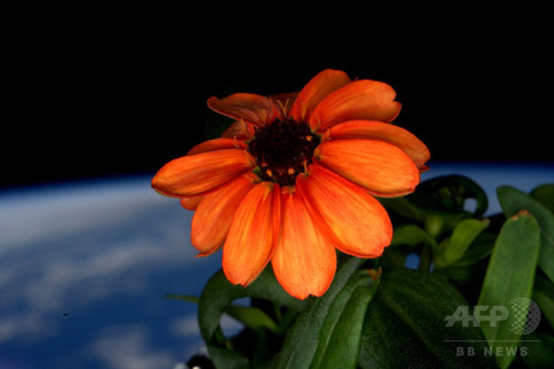 国際宇宙ステーションで初の開花、オレンジ色の百日草 国際宇宙ステーションで初の開花、オレンジ色の百日草