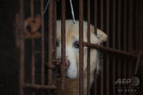 犬と猫の食用禁止に、罰金最高90万円 台湾 犬と猫の食用禁止に、罰金最高90万円 台湾