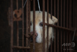 犬と猫の食用禁止に、罰金最高90万円 台湾 犬と猫の食用禁止に、罰金最高90万円 台湾