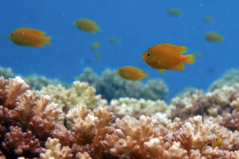 捕らえられた魚が「救助要請」、別の捕食動物呼ぶ 豪研究 捕らえられた魚が「救助要請」、別の捕食動物呼ぶ 豪研究