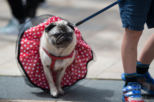 おめかし犬が次々登場、英国で「パグフェスト」 おめかし犬が次々登場、英国で「パグフェスト」