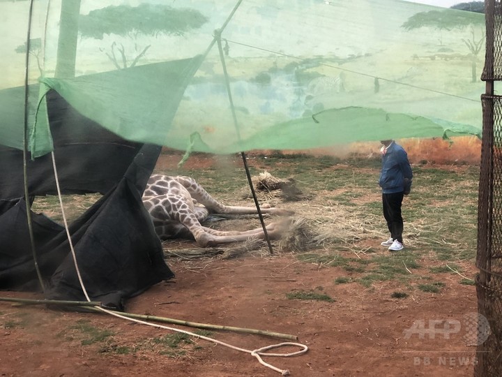キリン死ぬ、首が木の枝に挟まり負った傷で 昆明の動物園 キリン死ぬ、首が木の枝に挟まり負った傷で 昆明の動物園