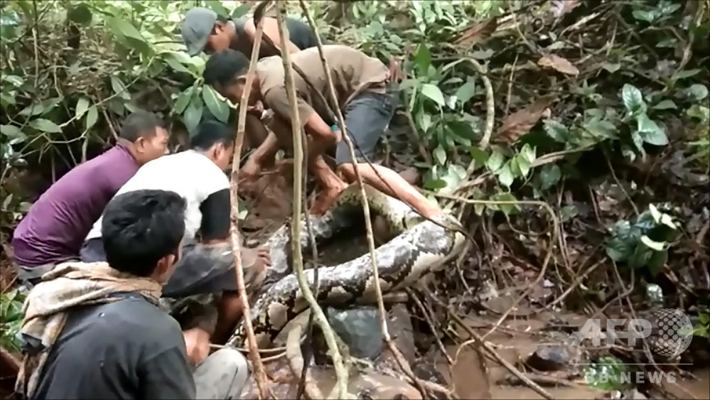 ウナギ捕りに出掛けた村人ら、8メートルのヘビ捕獲 インドネシア
