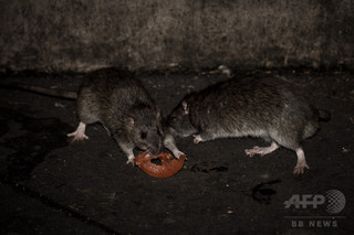 大災害の前触れ? 大量のネズミ襲来で住民らに不安募る ミャンマー 大災害の前触れ? 大量のネズミ襲来で住民らに不安募る ミャンマー