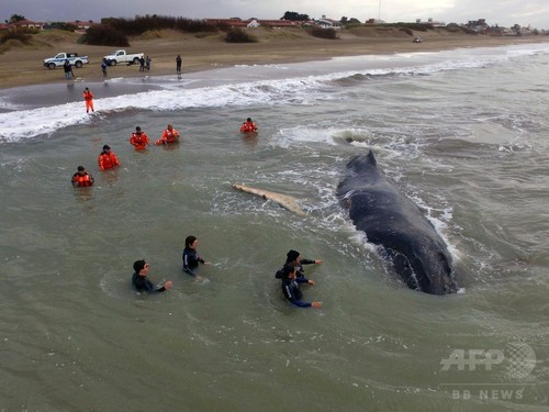 浜にクジラが乗り上げ、海軍などが救助活動 アルゼンチン 浜にクジラが乗り上げ、海軍などが救助活動 アルゼンチン