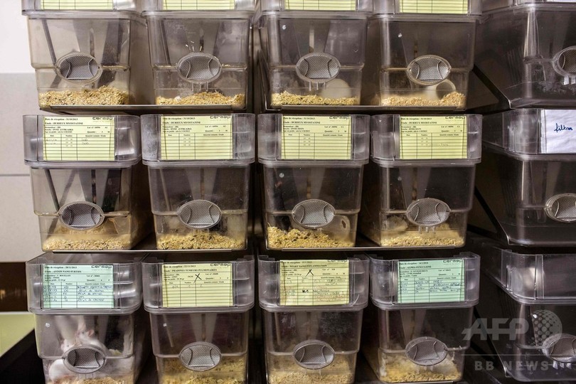 老化した細胞の除去で寿命が延長、マウス実験で確認 老化した細胞の除去で寿命が延長、マウス実験で確認