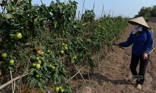 過去90年で最悪の干ばつ、ベトナム 過去90年で最悪の干ばつ、ベトナム