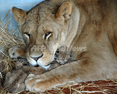 ナポリの動物園でライオンの赤ちゃんが誕生 ナポリの動物園でライオンの赤ちゃんが誕生