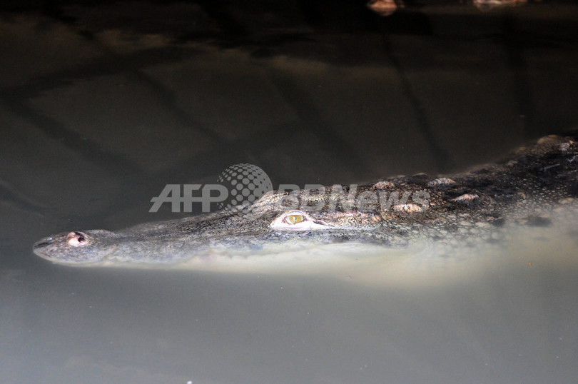 ガザ地区の下水に住みついたワニ、パレスチナ警察が捕獲 ガザ地区の下水に住みついたワニ、パレスチナ警察が捕獲