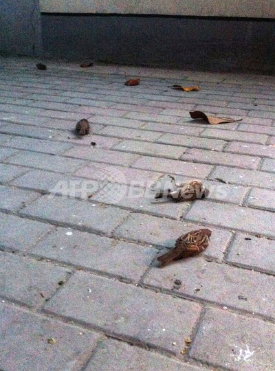 スズメ大量死の画像がネットで拡散、鳥インフル問題の情報公開を後押し 中国 スズメ大量死の画像がネットで拡散、鳥インフル問題の情報公開を後押し 中国