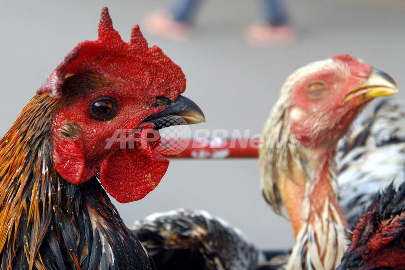 H5N1型鳥インフルエンザで10歳少女が死亡、カンボジア H5N1型鳥インフルエンザで10歳少女が死亡、カンボジア