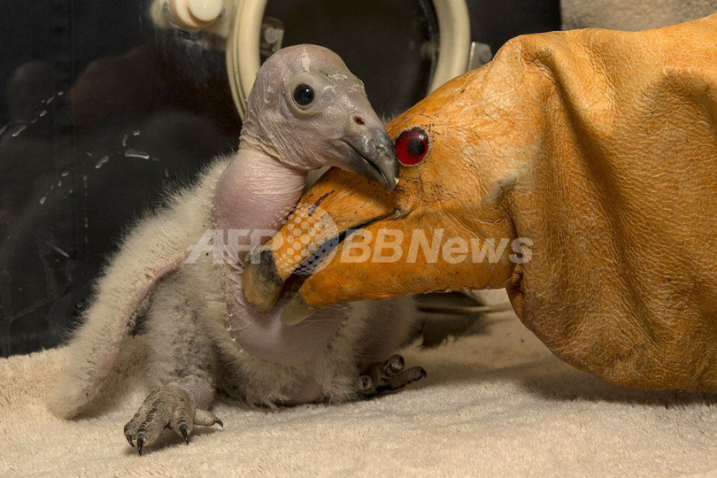 カリフォルニアコンドルのひな、今季初 米サンディエゴ動物園 カリフォルニアコンドルのひな、今季初 米サンディエゴ動物園
