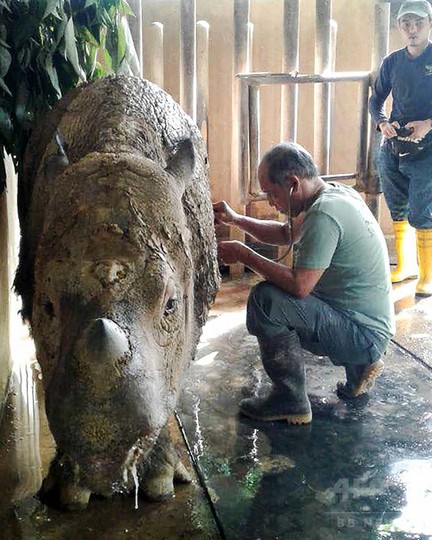絶滅危惧種スマトラサイ、マレーシア最後の雌が瀕死 絶滅危惧種スマトラサイ、マレーシア最後の雌が瀕死