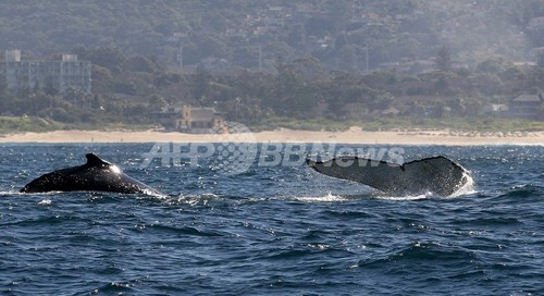 クジラの排泄物は鉄分豊富、南極海の海水の1000万倍 藻の栄養源に クジラの排泄物は鉄分豊富、南極海の海水の1000万倍 藻の栄養源に