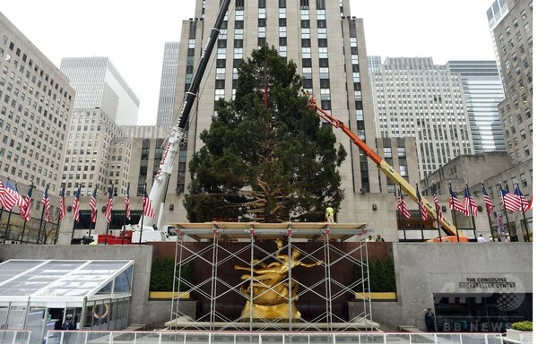 NYロックフェラーセンターにクリスマスツリー設置